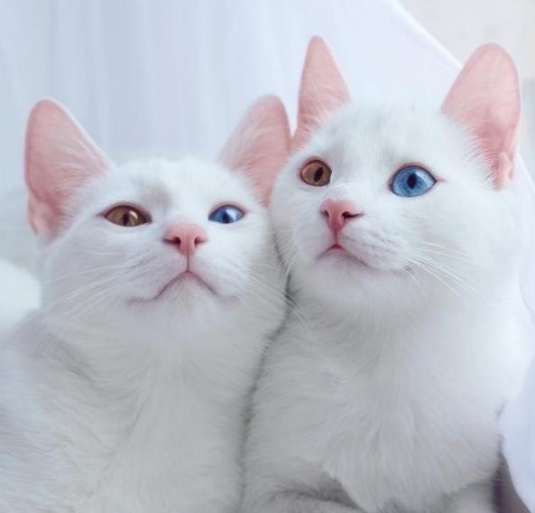 “異色瞳”雙胞胎喵星人(rén)，簡直美(měi)哭！